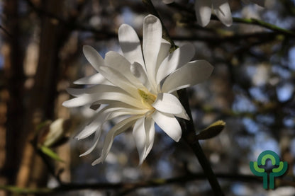 Magnolia stellata 'Royal Star'