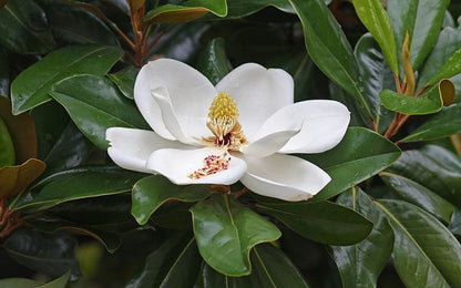 Magnolia grandiflora 'Galissonnière'