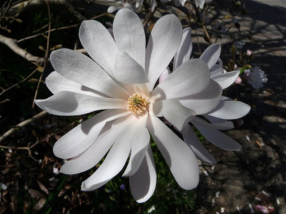 Magnolia stellata