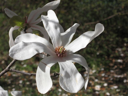 Magnolia loebneri 'Merrill'