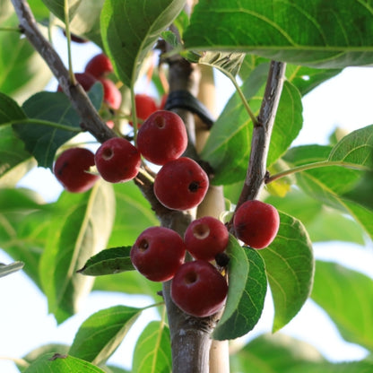 Malus 'Braendkjaer'