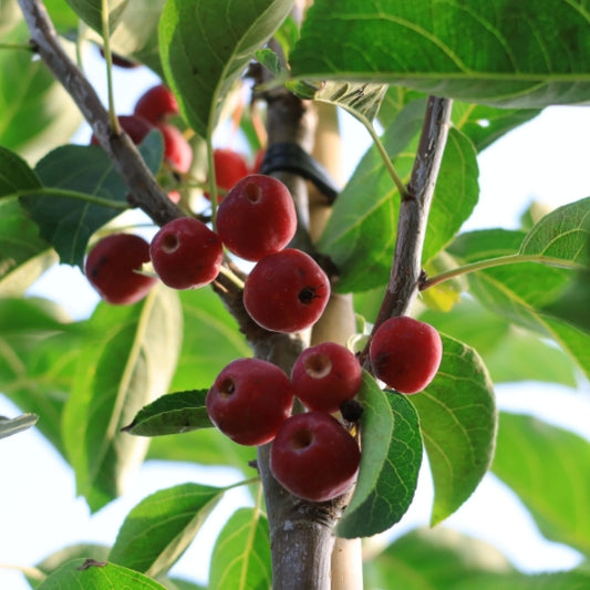 Malus 'Braendkjaer'