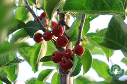 Malus 'Braendkjaer'