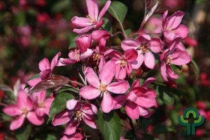 Malus 'Mokum'