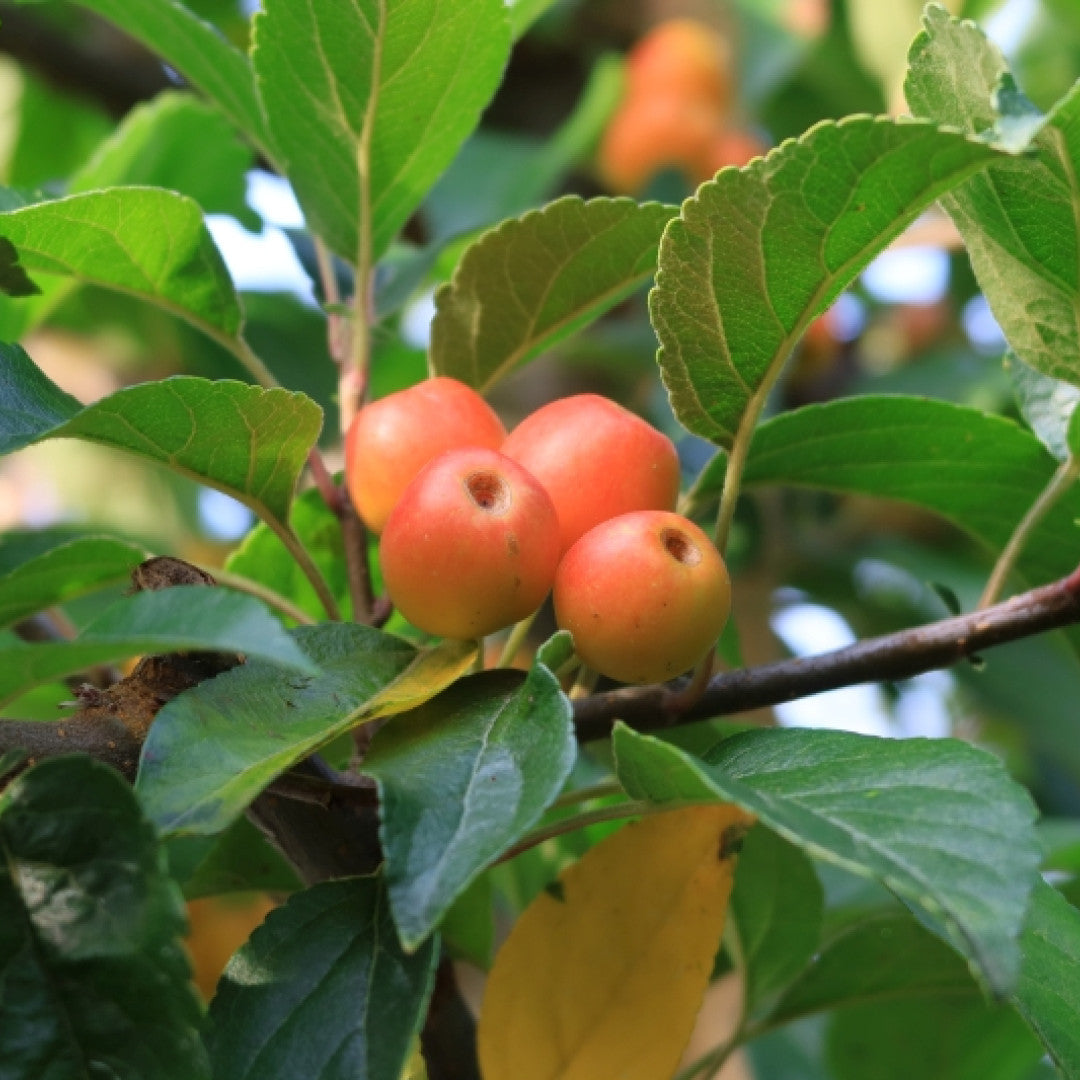 Malus 'Professor Sprenger'