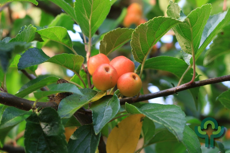 Malus 'Professor Sprenger'