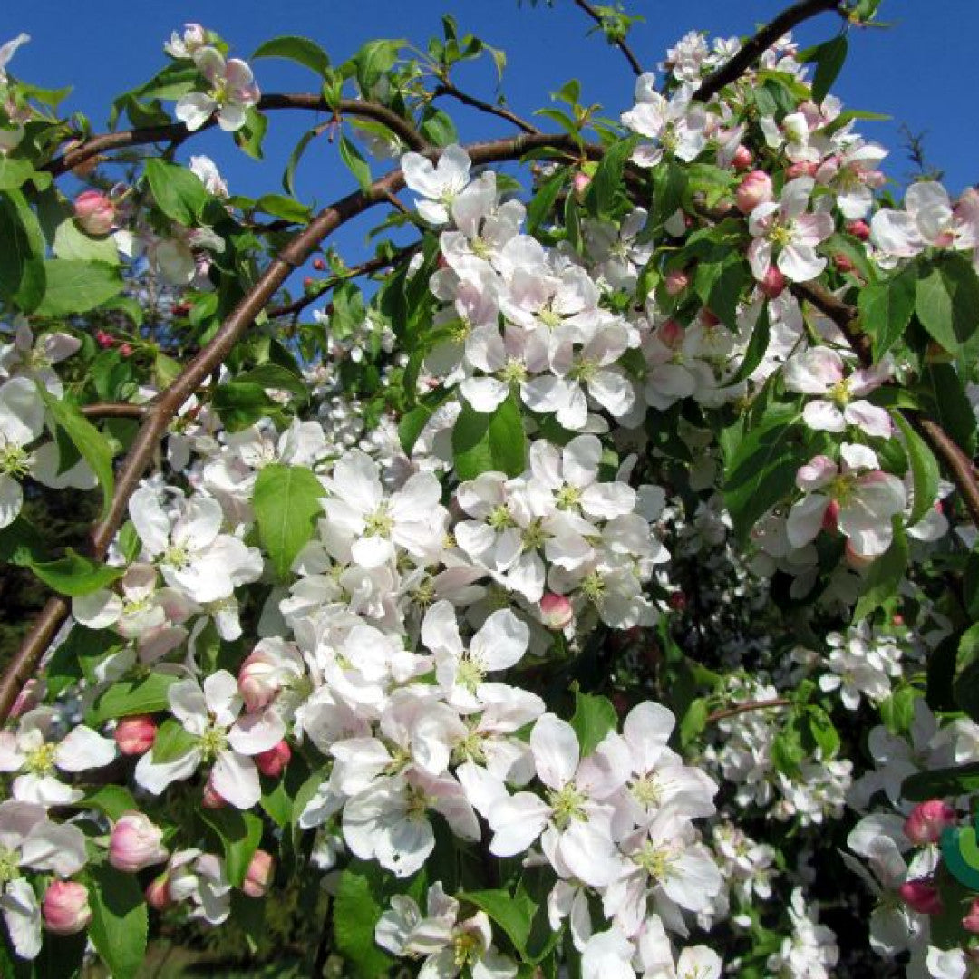 Malus 'Red Jade'