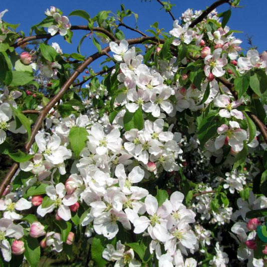 Malus 'Red Jade'