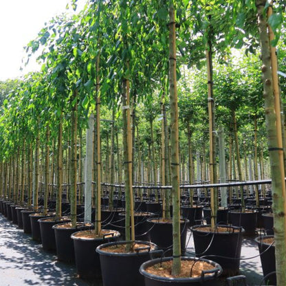 Malus 'Red Jade'