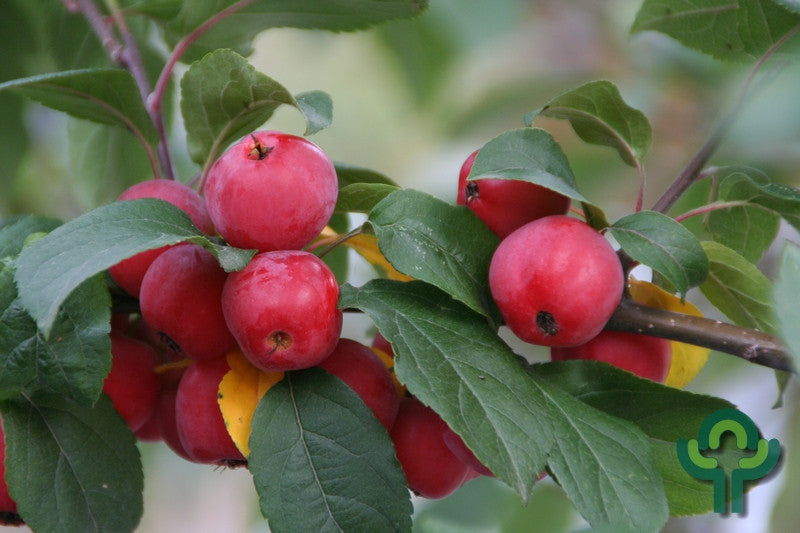 Malus 'Red Sentinel'