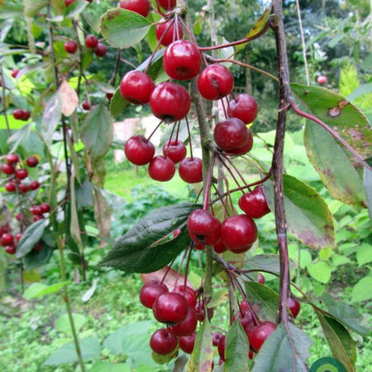 Malus 'Royal Beauty'