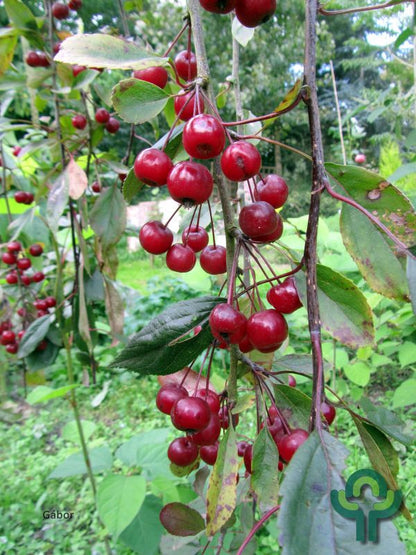 Malus 'Royal Beauty'