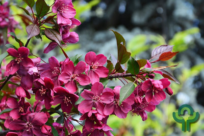Malus 'Royalty'