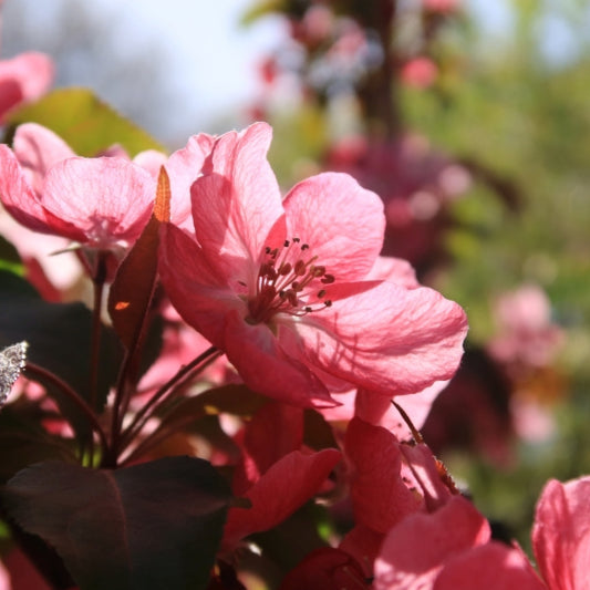 Malus 'Rudolph'