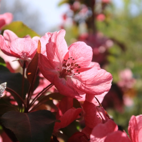 Malus 'Rudolph'