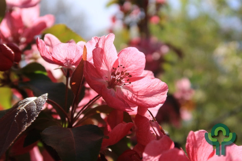 Malus 'Rudolph'