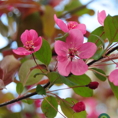 Malus 'Veitch's Scarlet'