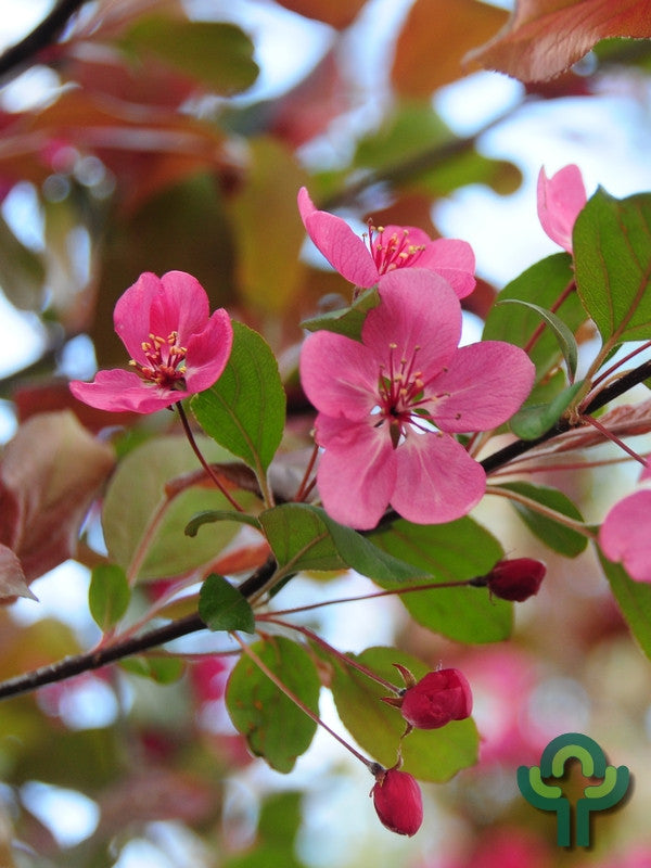 Malus 'Veitch's Scarlet'