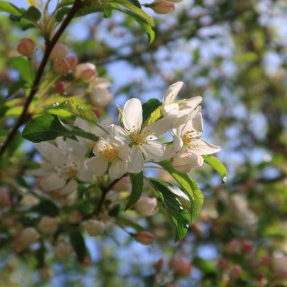Malus toringo 'Brouwers'