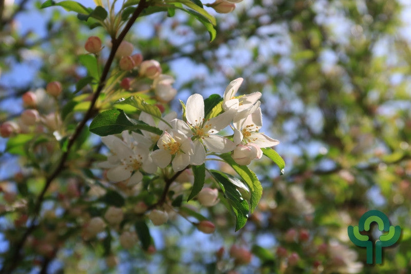 Malus toringo 'Brouwers'