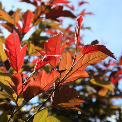 Malus toringo 'Freja'