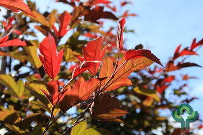 Malus toringo 'Freja'