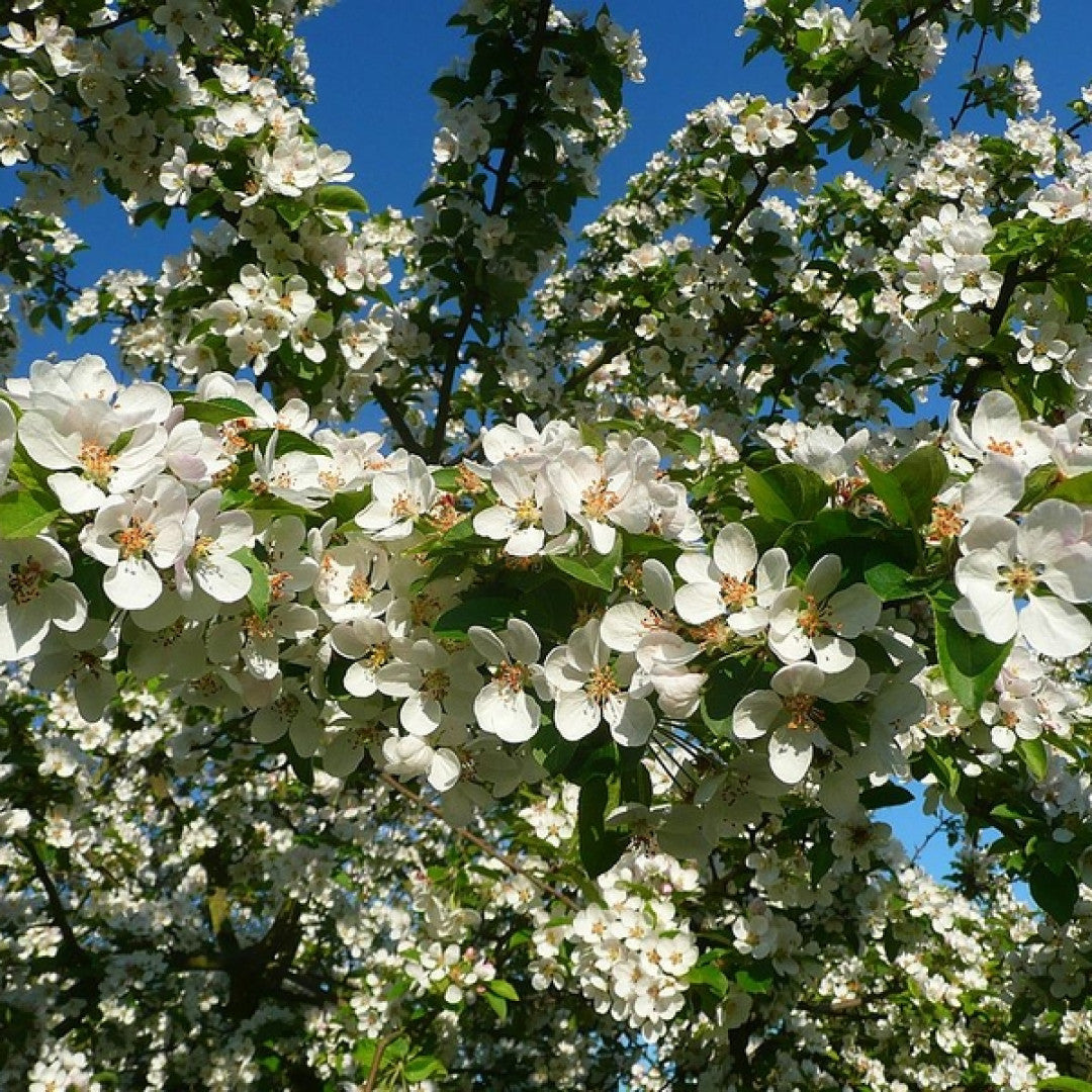 Malus floribunda
