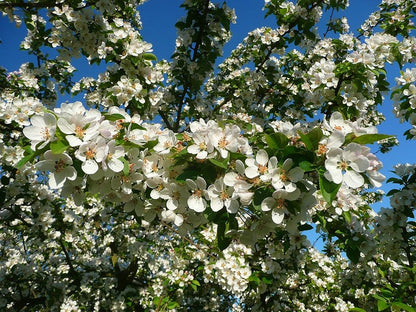 Malus floribunda