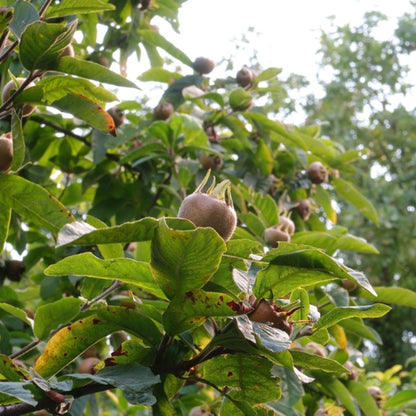 Mispel (Mespilus germanica)