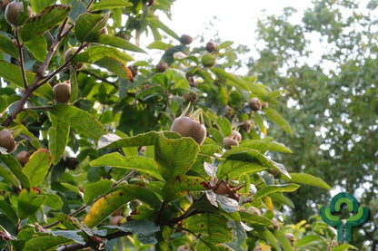 Mispel (Mespilus germanica)
