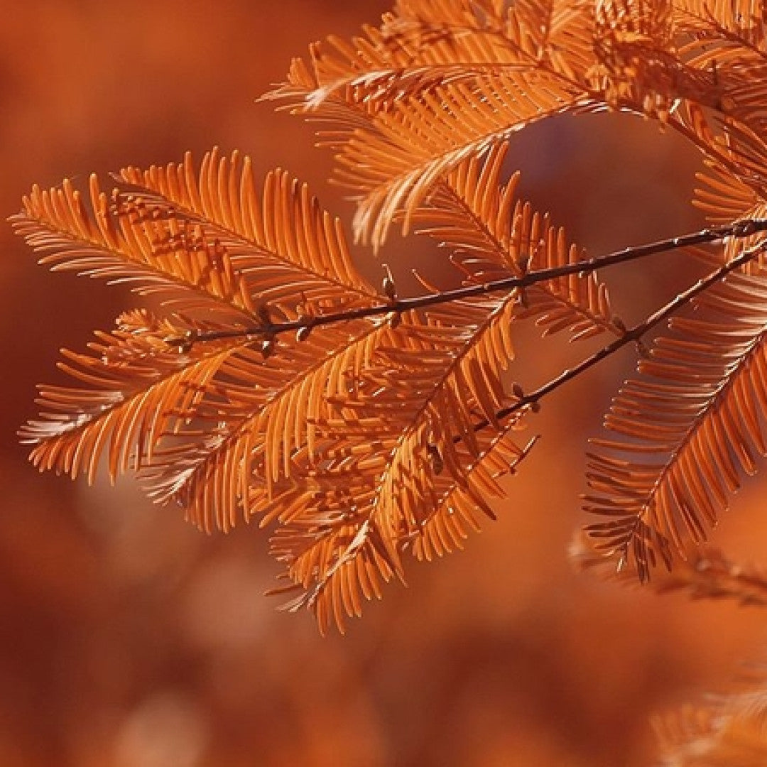 Watercipres (Metasequoia glyptostroboides)