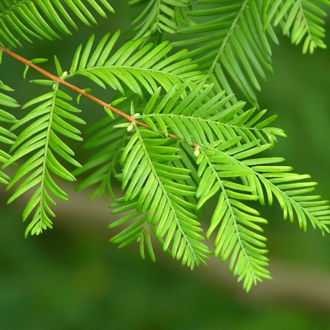 Watercipres (Metasequoia glyptostroboides)