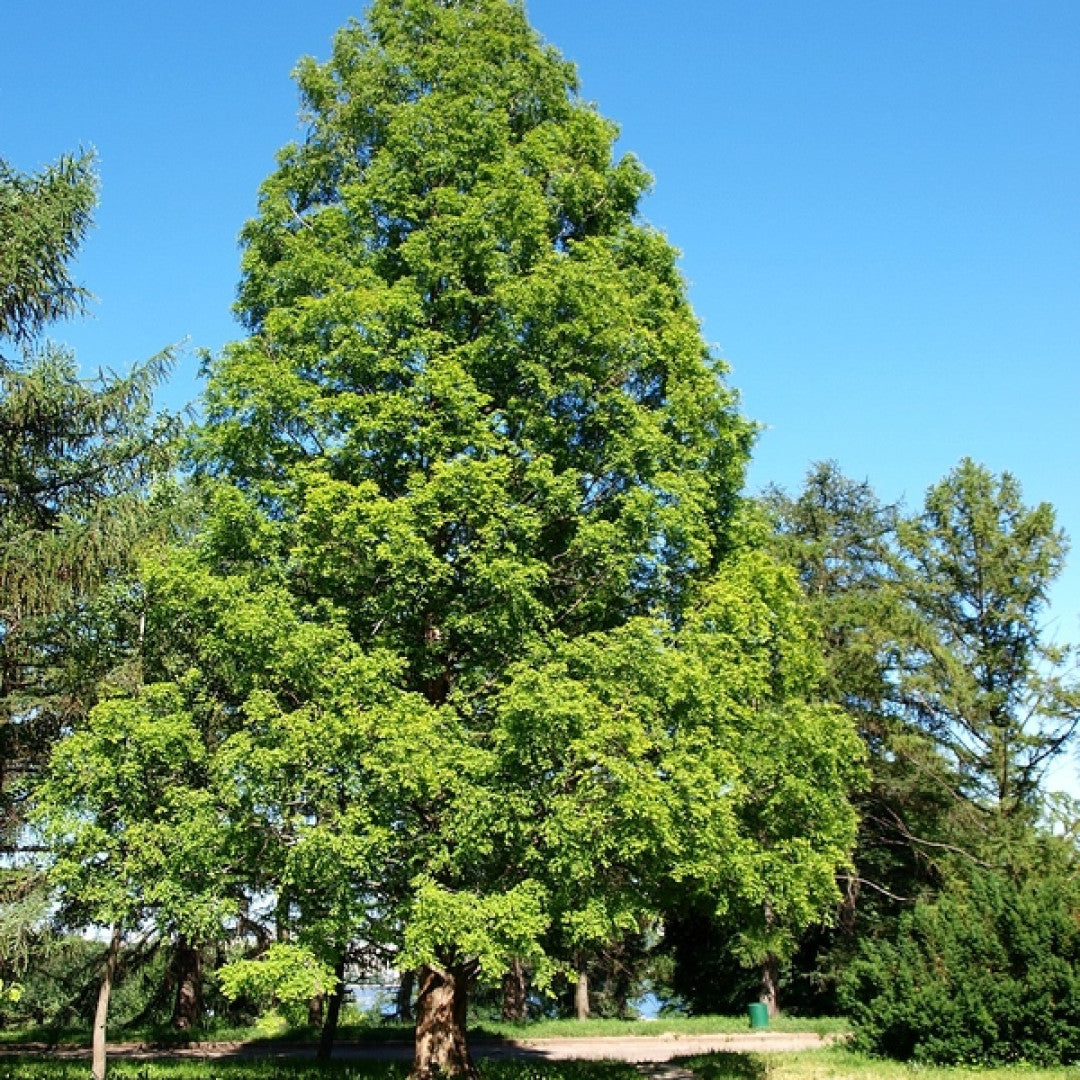 Watercipres (Metasequoia glyptostroboides)