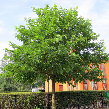 Morus alba 'Fruitless'