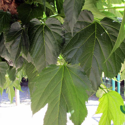 Morus alba 'Fruitless'