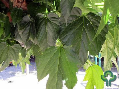 Morus alba 'Fruitless'