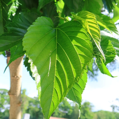 Morus alba 'Macrophylla'
