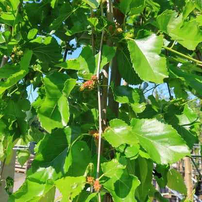Morus alba 'Pendula'