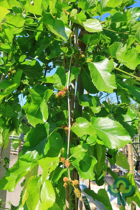 Morus alba 'Pendula'