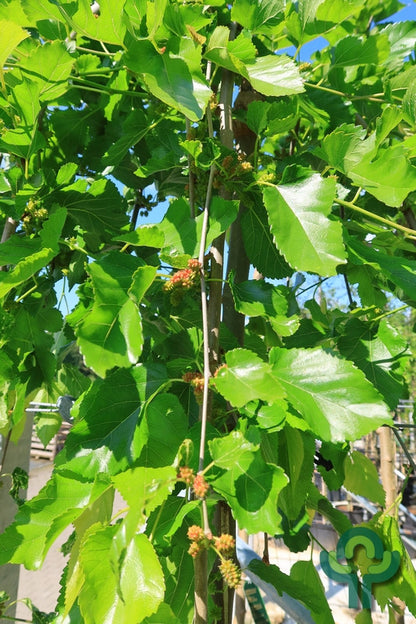 Morus alba 'Pendula'