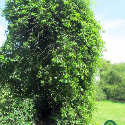 Nyssa sylvatica 'Autumn Cascade'