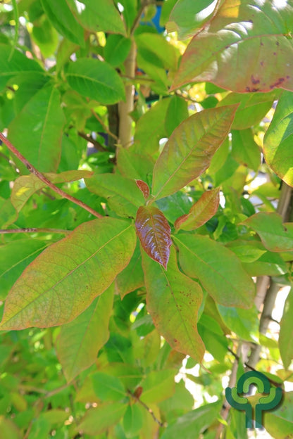 Nyssa sylvatica 'Wildfire'