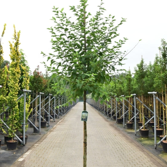 Ostrya carpinifolia