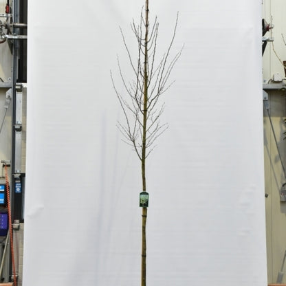Ostrya carpinifolia 'F.C. Moree'