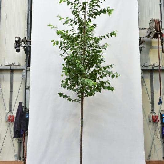 Ostrya carpinifolia 'F.C. Moree'