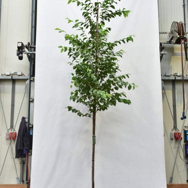 Ostrya carpinifolia 'F.C. Moree'
