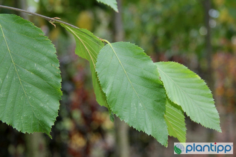 Ostrya carpinifolia 'F.C. Moree'