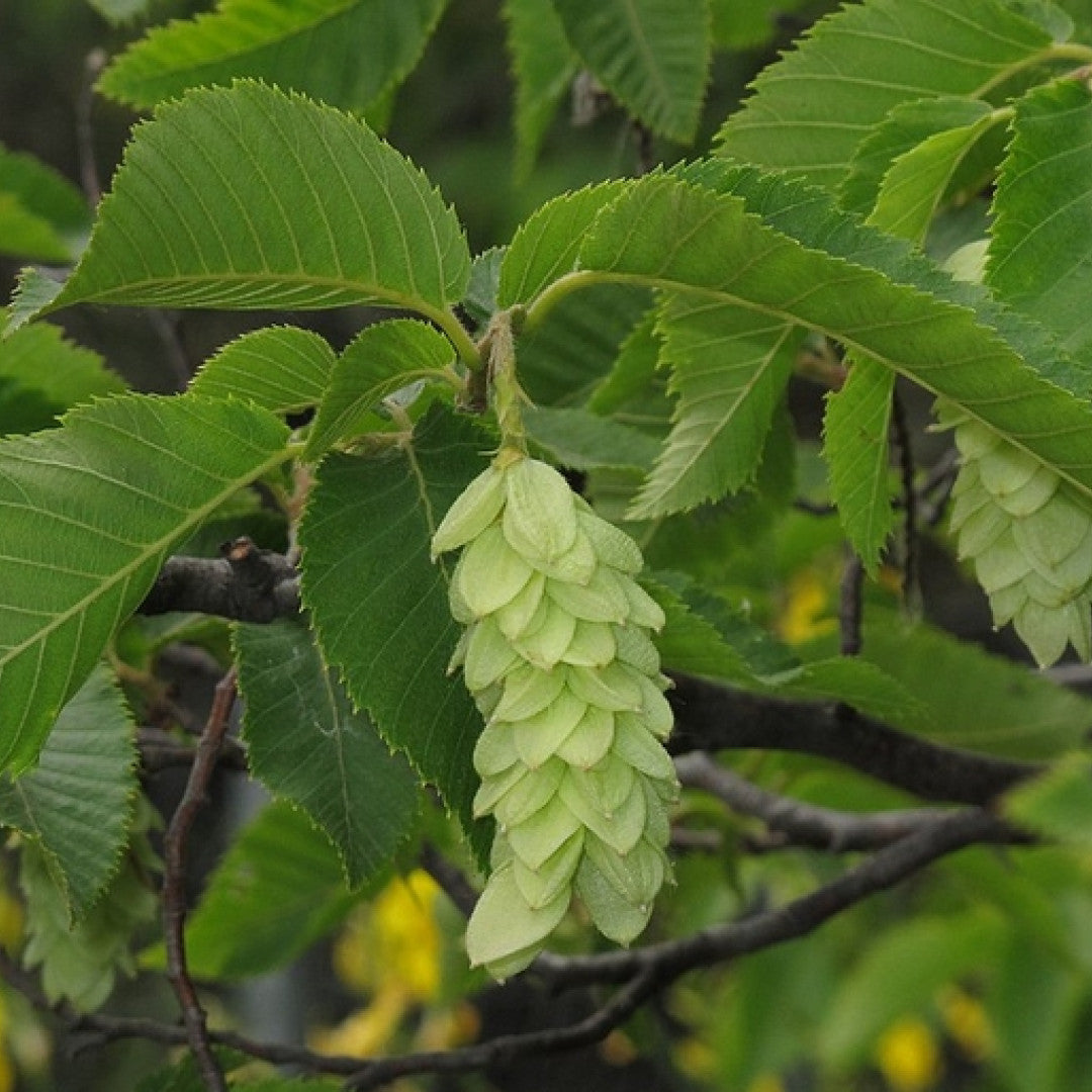 Ostrya carpinifolia