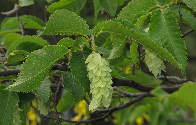 Ostrya carpinifolia
