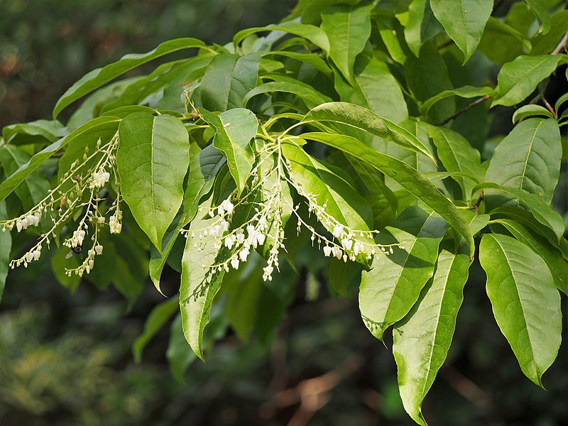 Oxydendrum arboreum